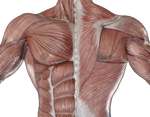 肩甲下筋（けんこうかきん）